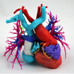 Heart-Figure1